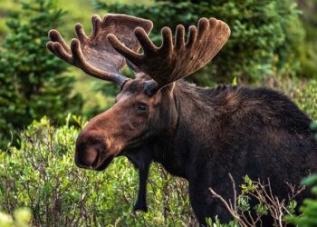 Wildlife Africa, Conservationist, Strengthen Campaign Against Animal Extinction