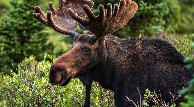 Wildlife Africa, Conservationist, Strengthen Campaign Against Animal Extinction