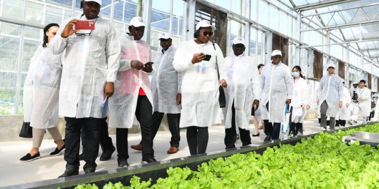 China-Africa Agricultural Cooperation: Boosting Value Addition in Africa
