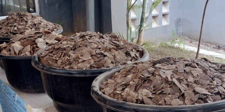 Customs Seizes 9,493kg of Pangolin Scales in Lagos, Kano