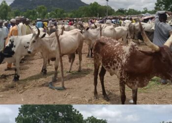 How Cattle, Goat Business Turns Wealth Spinning In Kefas- Aminu Cattle Market,Taraba