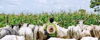 Farmers-Herders Conflict: Kaduna Residents  Seek FG’s Intervention on Farmland Destruction 