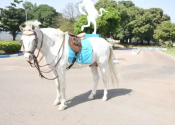 Nigerian Army Bids Farewell to Beloved Mascot with Military Funeral
