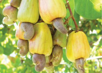 FORIJA Carpets Kogi East Assembly Members, Condemns Assembly’s Move to Undermine Cashew Farmers