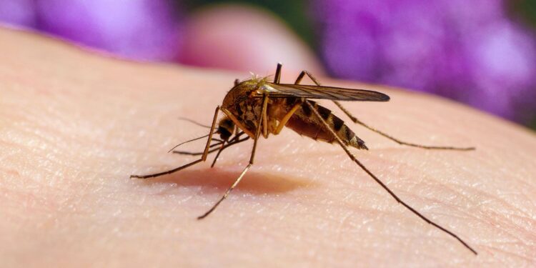 Philippine Village Offers Cash for Mosquito Capture to Fight Dengue