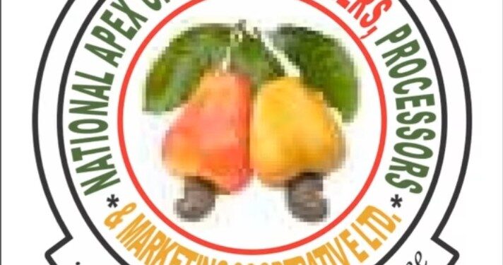 Expert Calls for National Programme to Harness Climate, Economic Benefits of Cashew