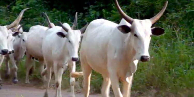 Taraba Gov’t Revovers 222 Rustled Cows, Return 198 to Owners