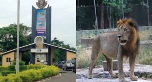 OAU to immortalise staff killed by lion  dolotop  February 20, 2025