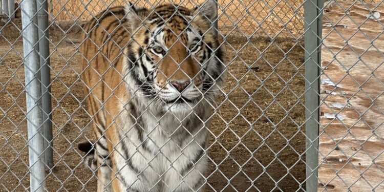 Man Arrested After Seven Tigers Found at Nevada Home