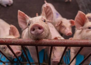 China Cancels 12,000 Metric Tons of US Pork Shipments
