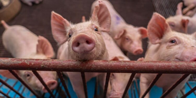 China Cancels 12,000 Metric Tons of US Pork Shipments