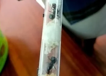 Rare Ant Smuggling Uncovered in Kenya