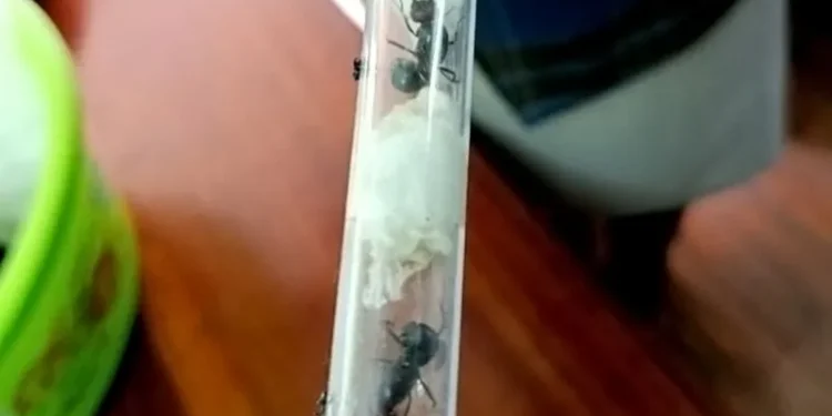 Rare Ant Smuggling Uncovered in Kenya