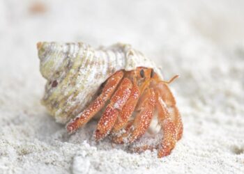 Hermit Crab Smuggling Plot Foiled in Japan After Hotel Staff Alert Authorities