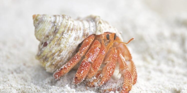Hermit Crab Smuggling Plot Foiled in Japan After Hotel Staff Alert Authorities