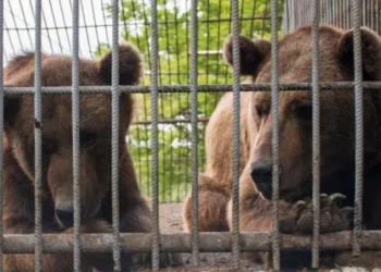 Rescued Bears to Start New Life at UK Sanctuary After Years of Suffering