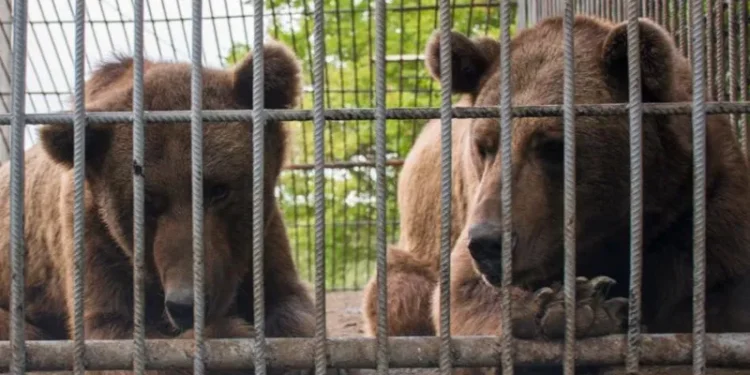 Rescued Bears to Start New Life at UK Sanctuary After Years of Suffering