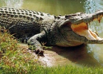 Tourist Mauled by Crocodile After Mistaking It for a Statue