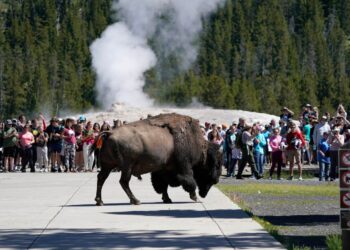 Yellowstone bison gores Florida man who got too close