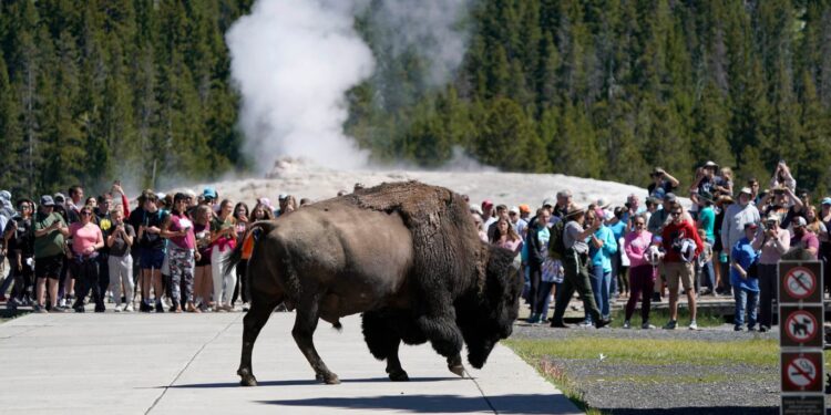 Yellowstone bison gores Florida man who got too close