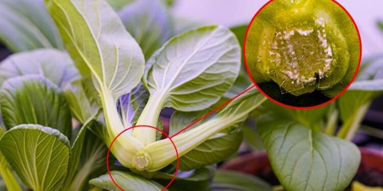 New Microneedle Technology Keeps Vegetables Fresher for Longer