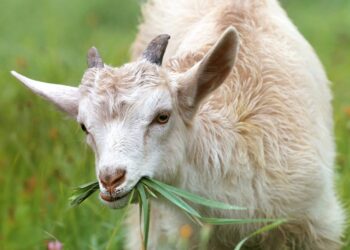 Goats Take Over Google Lawn In Eco Friendly Move