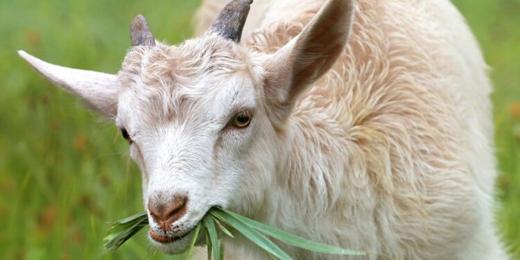 Goats Take Over Google Lawn In Eco Friendly Move