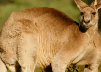 Kangaroo Attacks Man in Floodwater in Shocking Roadside Encounter