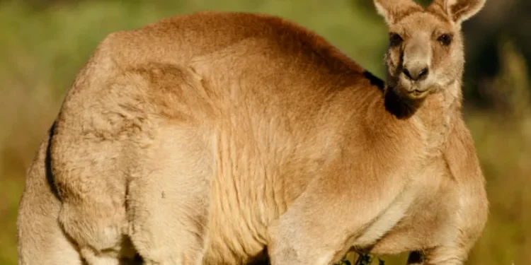 Kangaroo Attacks Man in Floodwater in Shocking Roadside Encounter