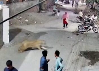 Pet Lion in Pakistan Escapes, Attacks 3 People