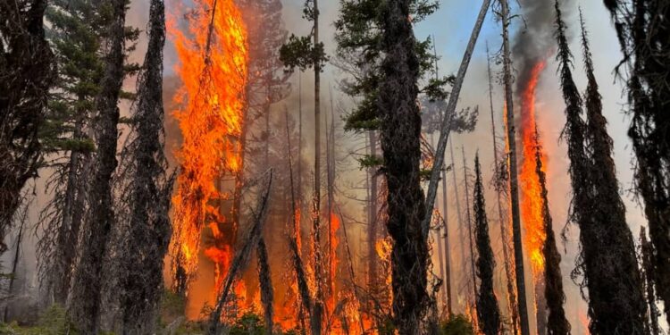 Wildfires Trigger Evacuations at Grand Canyon and Colorado Parks