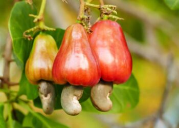 Cashewapex Hails Senate’s Passage Of Cashew Institute Bill For Second Reading