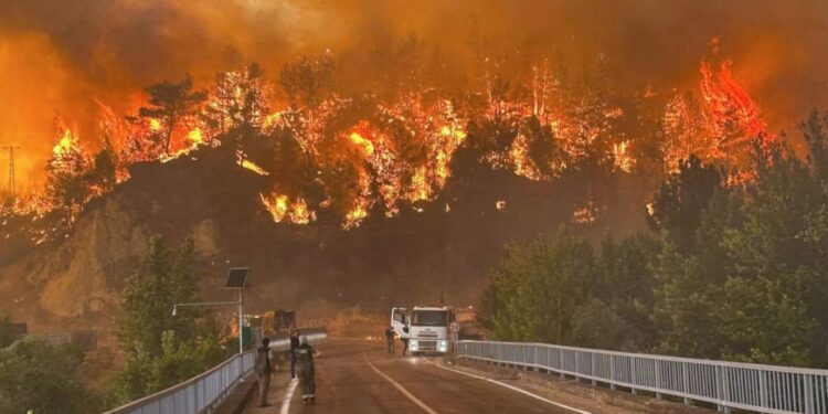 Wildfires Kill 17 in Turkey as Heatwaves and Winds Fuel Destruction