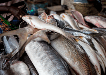 FG To End Fish Importation, Boost Local Production