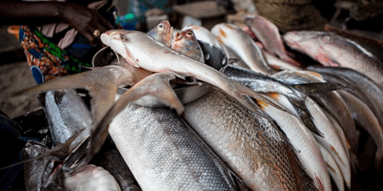 FG To End Fish Importation, Boost Local Production