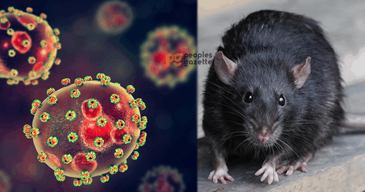 Lassa Fever Killed 152 In Nigeria – NCDC