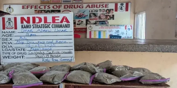 NDLEA Arrests 27-year-old With N10m Worth Of Cannabis In Kano