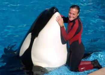 Marine Trainer Jessica Radcliffe Killed by Orca During Performance