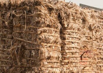 India Blocks Land Port Access for Jute Products from Bangladesh