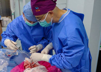 China Reports First Pig-to-Human Lung Transplant Success