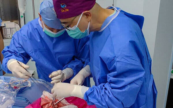 China Reports First Pig-to-Human Lung Transplant Success