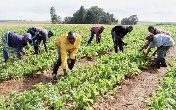 IFAD Begins 2025 Cassava Input Distribution To Farmers In Taraba