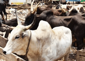 Kwara Authorities Shut Down Seven Cattle Markets Indefinitely