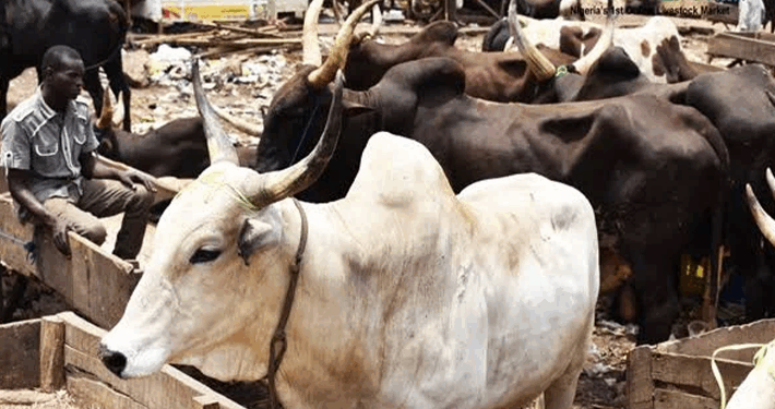 Kwara Authorities Shut Down Seven Cattle Markets Indefinitely