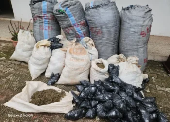 Drug Trafficking: Police Arrest 54, Recover 11 Bags Of Indian Hemp In Anambra