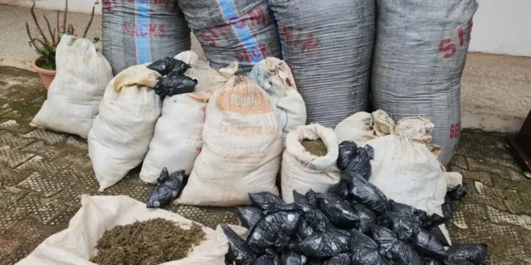 Drug Trafficking: Police Arrest 54, Recover 11 Bags Of Indian Hemp In Anambra