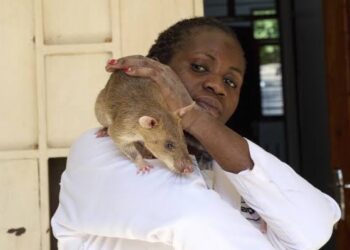 Super Rats From Tanzania Saving Lives by Detecting Landmines TB and Disaster Victims