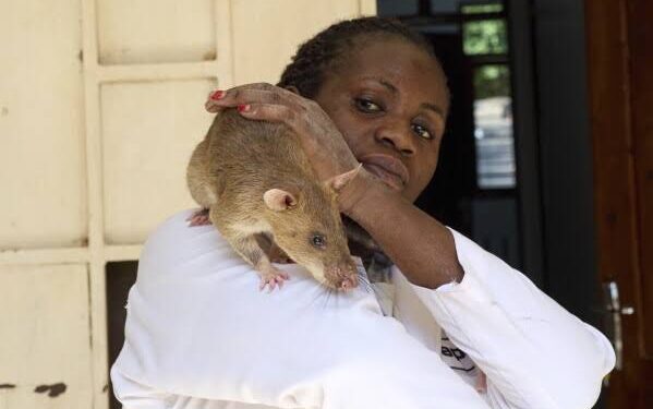 Super Rats From Tanzania Saving Lives by Detecting Landmines TB and Disaster Victims