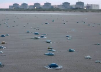 Jellyfish Swarm Cuts Output by 2.4 GW at EDF’s Paluel Nuclear Plant