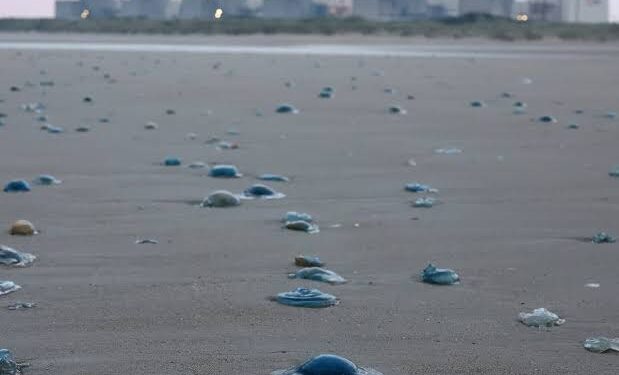 Jellyfish Swarm Cuts Output by 2.4 GW at EDF’s Paluel Nuclear Plant